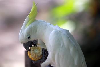 رژیم غذایی برای افزایش وزن پرندگان مخصوصا طوطی ها
