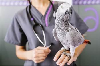 بیماری هایی که پرندگان خانگی، طوطی ها ممکن است به آن دچار شوند