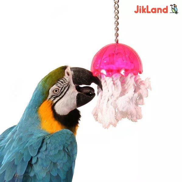 چرا اسباب بازی ها برای پرندگان خانگی مخصوصا طوطی ها بسیار مهم هستند؟