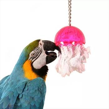 چرا اسباب بازی ها برای پرندگان خانگی مخصوصا طوطی ها بسیار مهم هستند؟