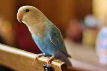 علائم و نشانه های بیماری در پرندگان-عروس هلندی و طوطی ها