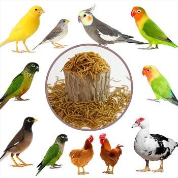 کرم-میلورم-قناری-عروس-هلندی.jpg